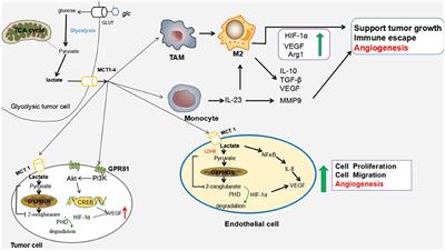 Lactic Acid: A Novel Signaling Molecule in Early Pregnancy?